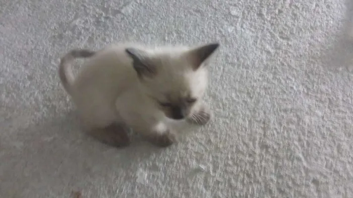 Gato raça Siamês idade Abaixo de 2 meses nome Gatinhas Siamesas