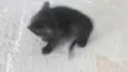Gatinhas Siamesas