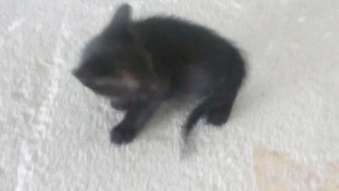 Gato raça Siamês idade Abaixo de 2 meses nome Gatinhas Siamesas