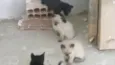 Gatinhas Siamesas