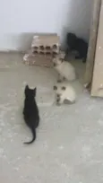 Gatinhas Siamesas