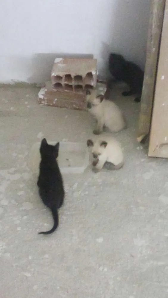 Gato raça Siamês idade Abaixo de 2 meses nome Gatinhas Siamesas