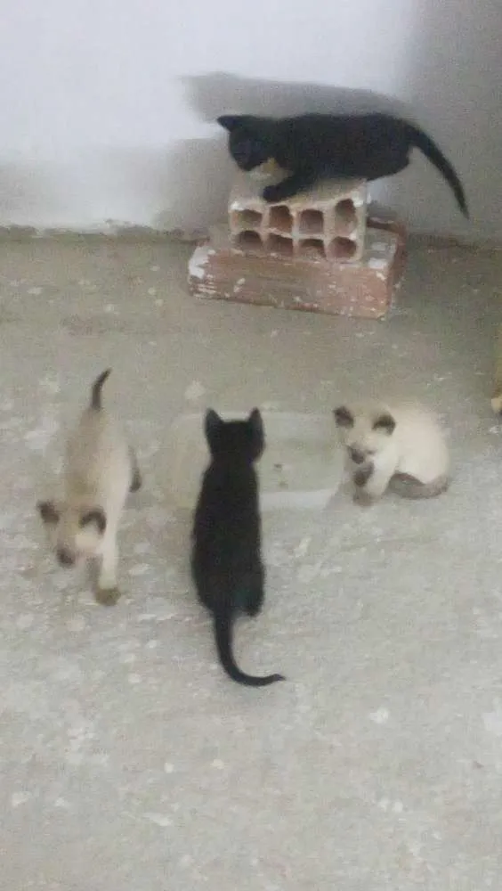 Gato raça Siamês idade Abaixo de 2 meses nome Gatinhas Siamesas