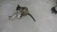 Gatinhas Siamesas