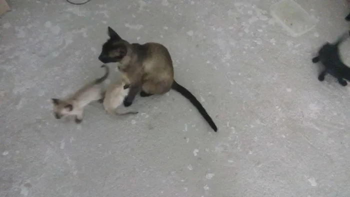 Gato raça Siamês idade Abaixo de 2 meses nome Gatinhas Siamesas