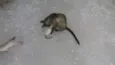 Gatinhas Siamesas