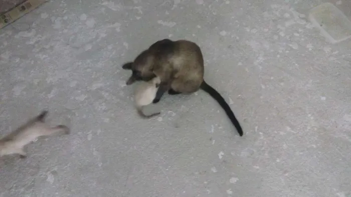Gato raça Siamês idade Abaixo de 2 meses nome Gatinhas Siamesas
