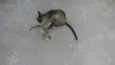 Gatinhas Siamesas