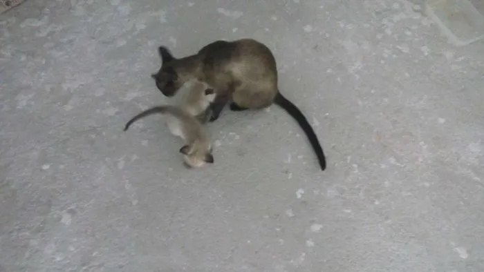 Gato raça Siamês idade Abaixo de 2 meses nome Gatinhas Siamesas