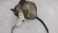 Gatinhas Siamesas
