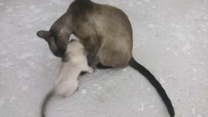 Gato raça Siamês idade Abaixo de 2 meses nome Gatinhas Siamesas