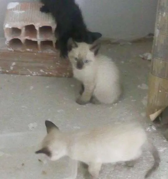 Gato raça Siamês idade Abaixo de 2 meses nome Gatinhas Siamesas