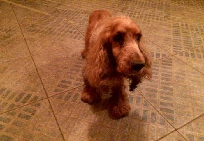 Cachorro ra a Cocker  idade 6 ou mais anos nome Boris 