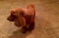 Boris 