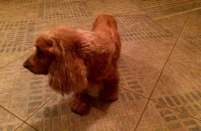 Cachorro ra a Cocker  idade 6 ou mais anos nome Boris 