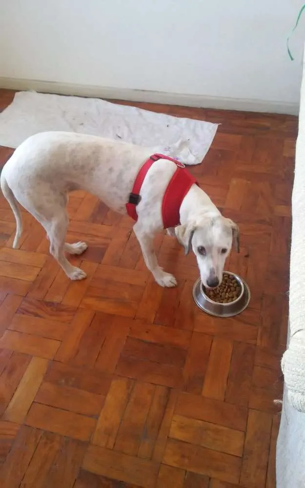 Cachorro ra a Srd idade 1 ano nome Cacau