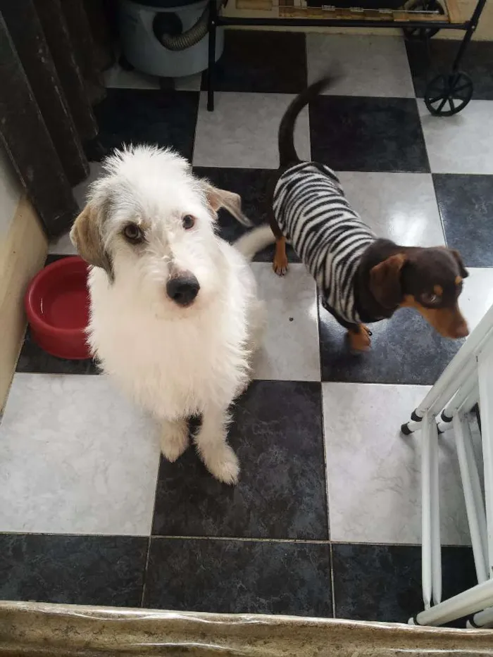 Cachorro ra a Srd idade 1 ano nome Cacau
