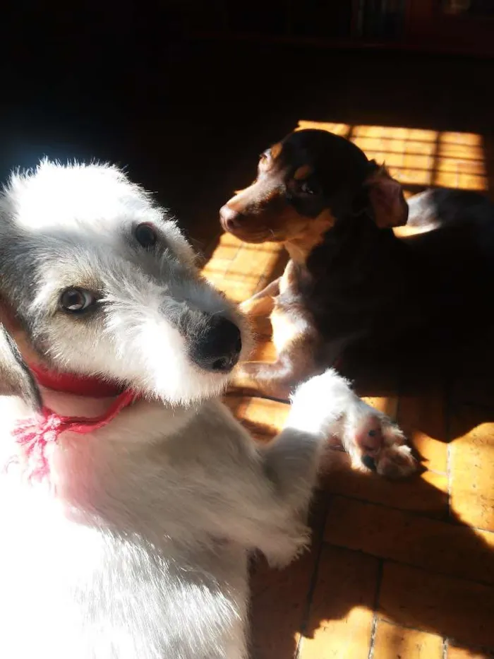 Cachorro ra a Srd idade 1 ano nome Cacau