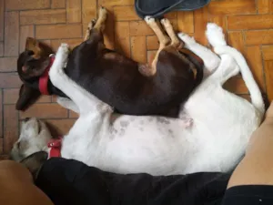 Cachorro raça Srd idade 1 ano nome Cacau