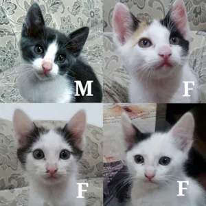 Gato raça Vira lata idade Abaixo de 2 meses nome Vários