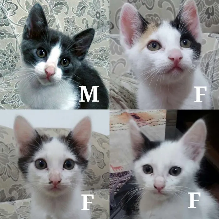 Gato ra a Vira lata idade Abaixo de 2 meses nome Vários