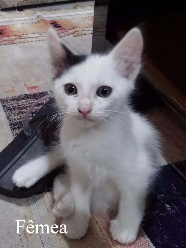 Gato ra a Vira lata idade Abaixo de 2 meses nome Vários