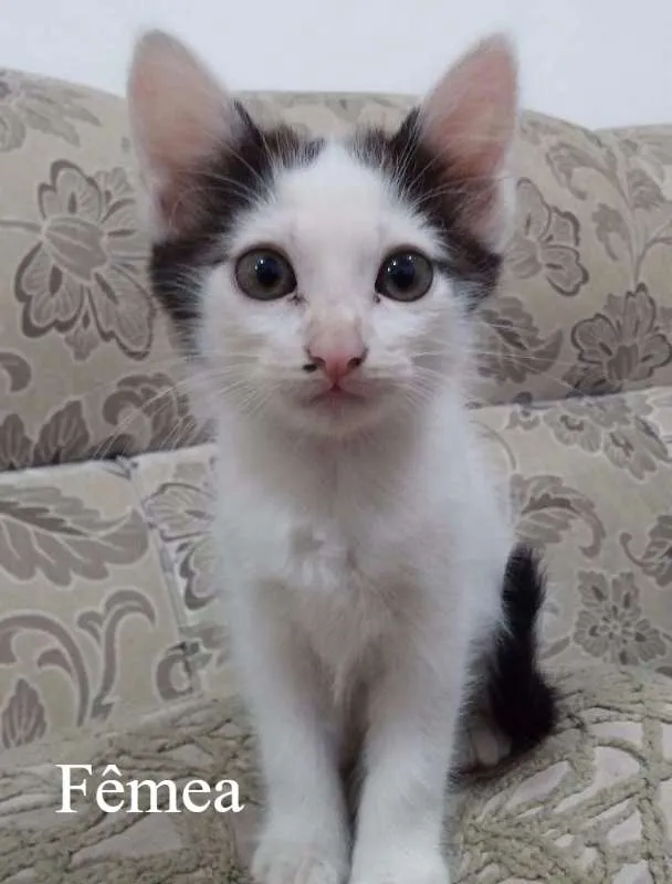 Gato ra a Vira lata idade Abaixo de 2 meses nome Vários