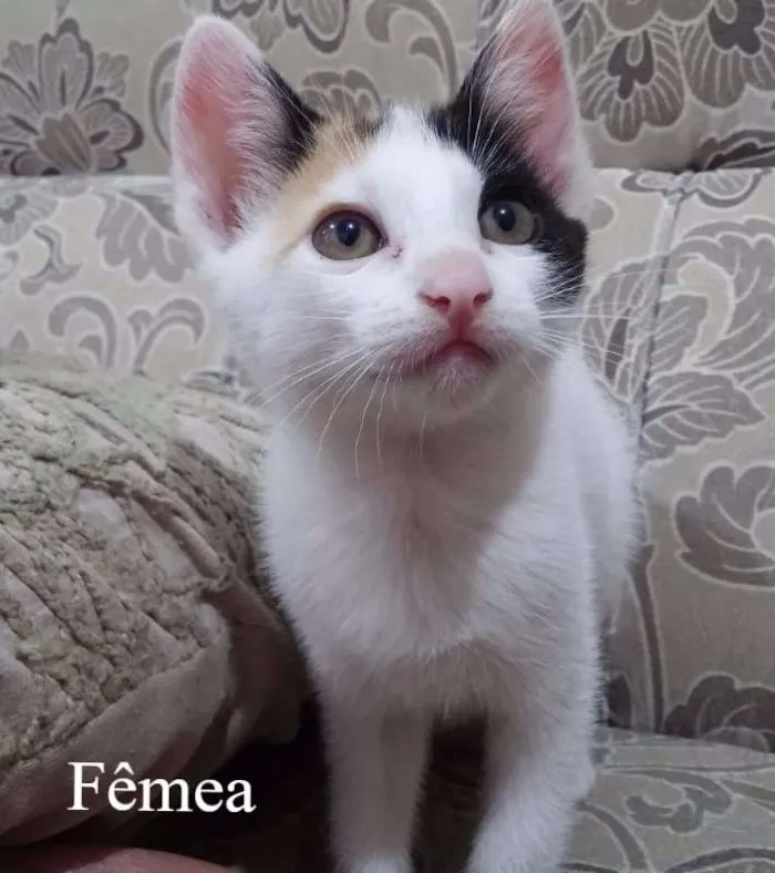 Gato ra a Vira lata idade Abaixo de 2 meses nome Vários