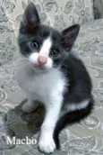 Vários