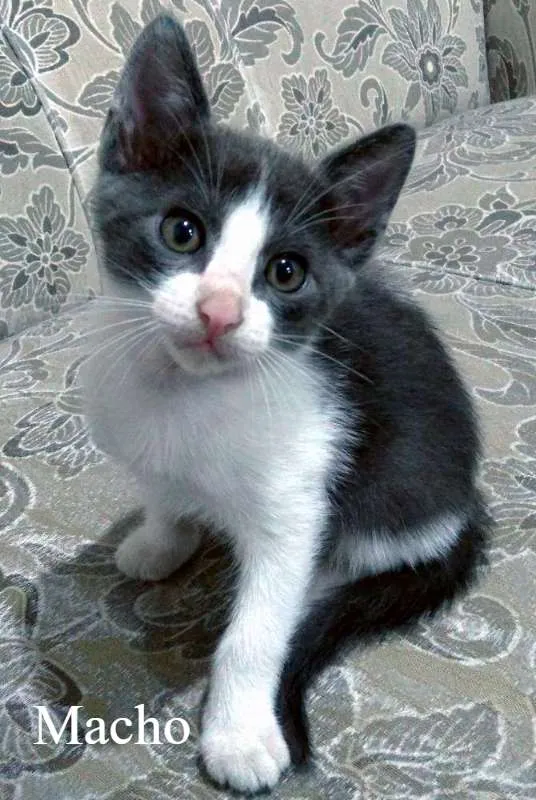 Gato ra a Vira lata idade Abaixo de 2 meses nome Vários