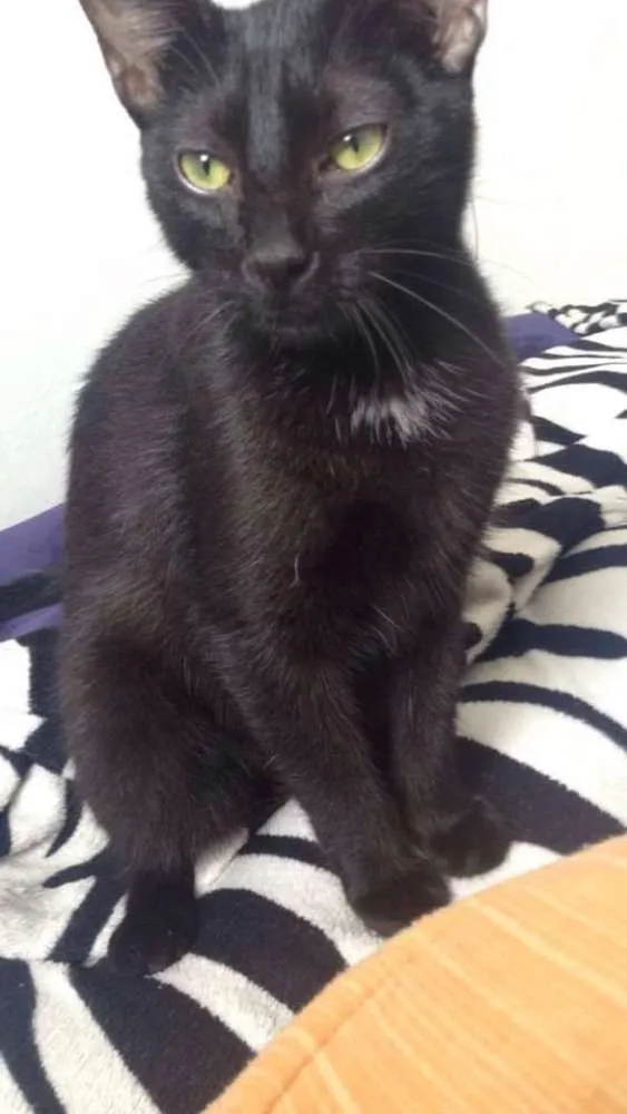 Gato ra a  idade 7 a 11 meses nome Agnes e Nino
