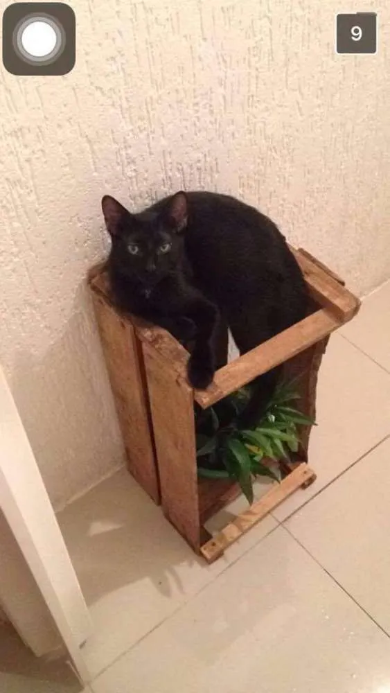 Gato ra a  idade 7 a 11 meses nome Agnes e Nino
