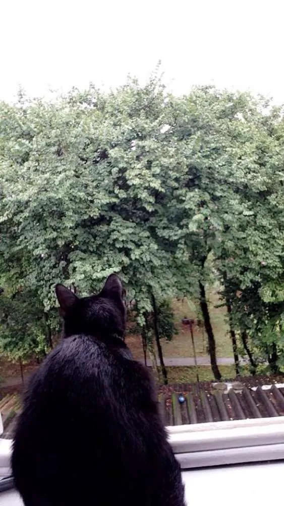 Gato ra a  idade 7 a 11 meses nome Agnes e Nino