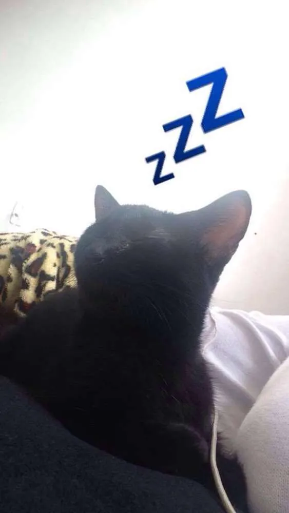 Gato ra a  idade 7 a 11 meses nome Agnes e Nino