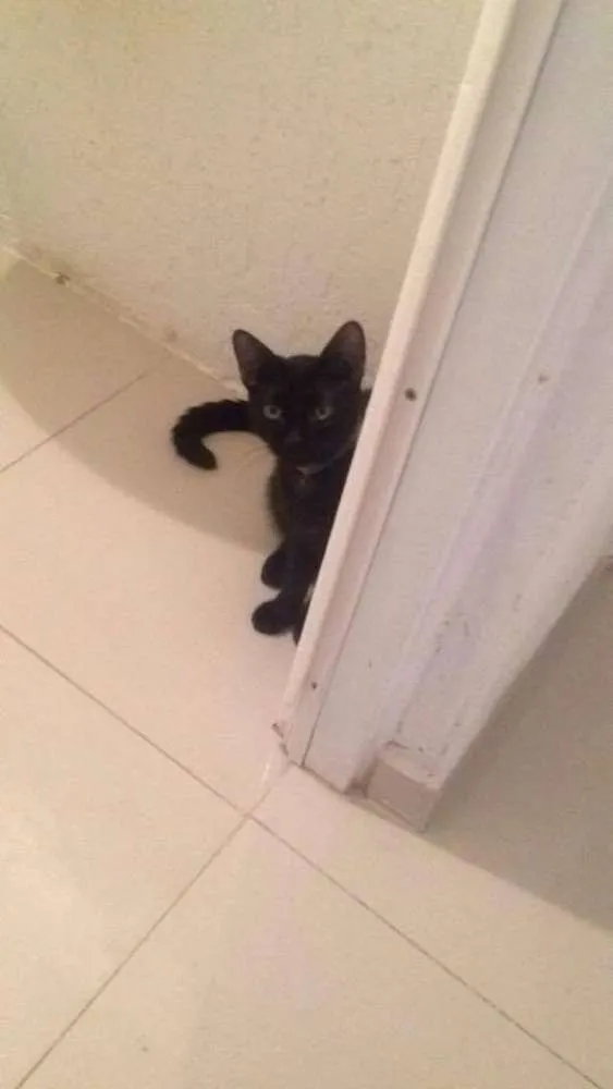 Gato ra a  idade 7 a 11 meses nome Agnes e Nino