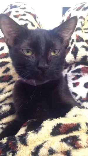 Gato raça  idade 7 a 11 meses nome Agnes e Nino