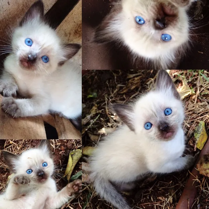 Gato ra a SRD idade Abaixo de 2 meses nome Samy