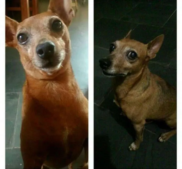 Cachorro ra a Pinscher idade 6 ou mais anos nome JEEP GRATIFICA