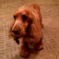 Boris 