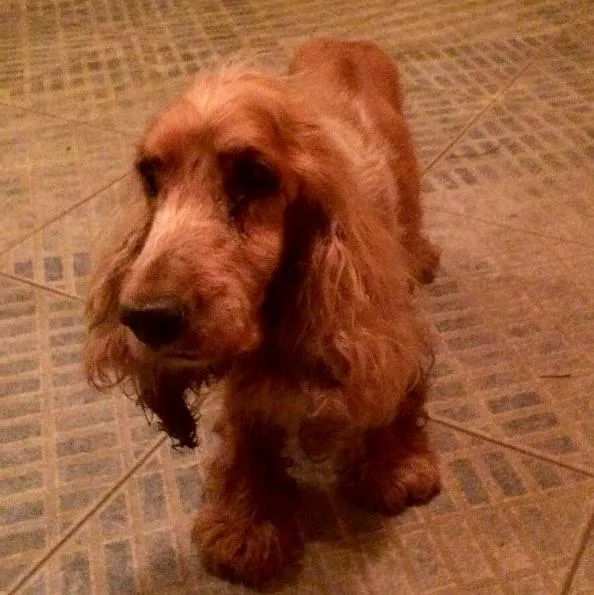 Cachorro ra a Cocker  idade 6 ou mais anos nome Boris 