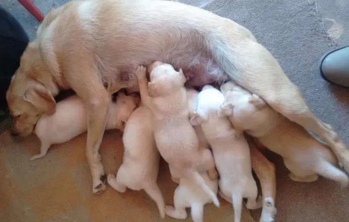 Cachorro raça Labrador idade Abaixo de 2 meses nome Sandy e Bingo