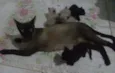 Gatinhas Siamesas