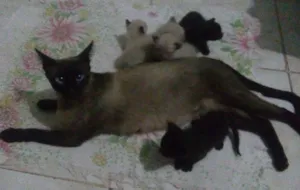 Gato raça Siamês idade Abaixo de 2 meses nome Gatinhas Siamesas