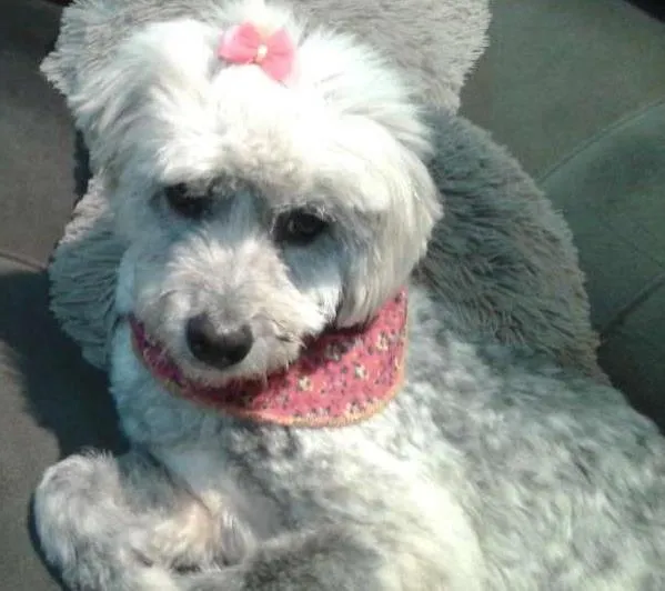 Cachorro ra a SRD idade 6 ou mais anos nome Frida
