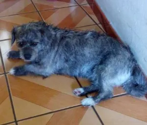 Cachorro raça SRD idade 2 anos nome REBECA