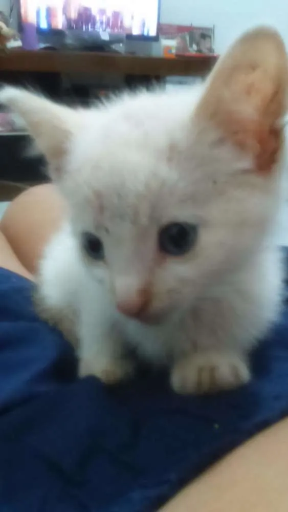 Gato ra a  idade 2 a 6 meses nome Branco 