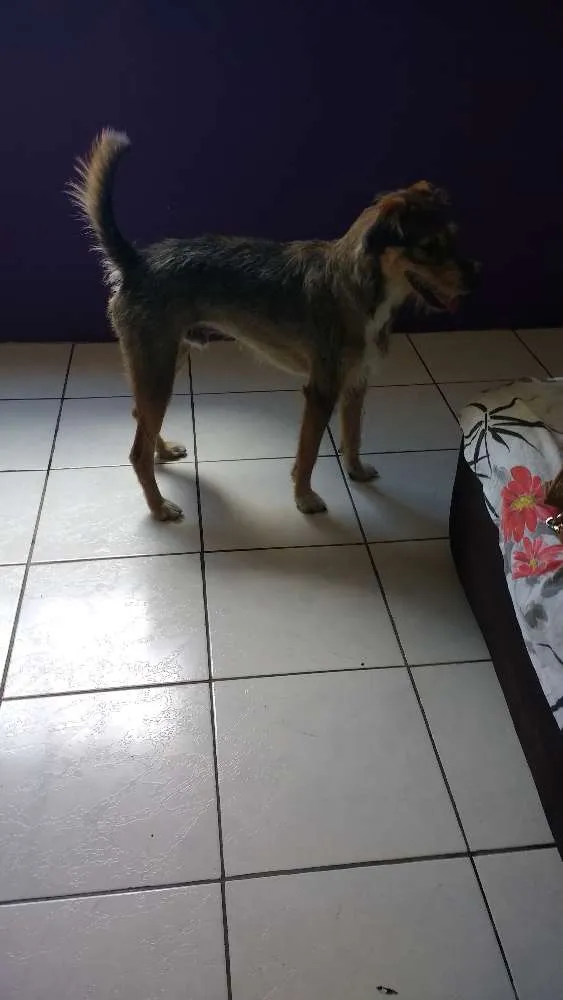 Cachorro ra a Indefinido idade  nome BoB