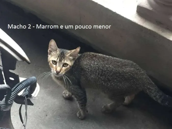 Gato raça Vira Lata idade 2 a 6 meses nome Sem Nome Ainda