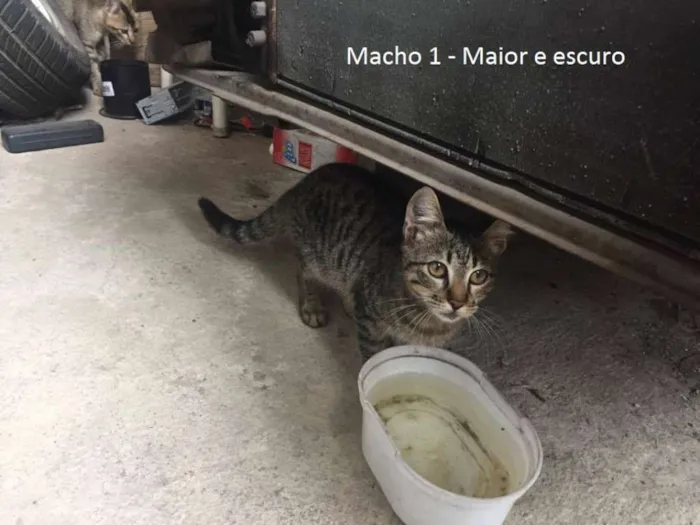 Gato raça Vira Lata idade 2 a 6 meses nome Sem Nome Ainda