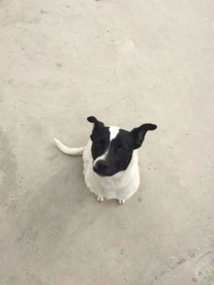 Cachorro ra a Sem Raça Definida idade 7 a 11 meses nome Pity
